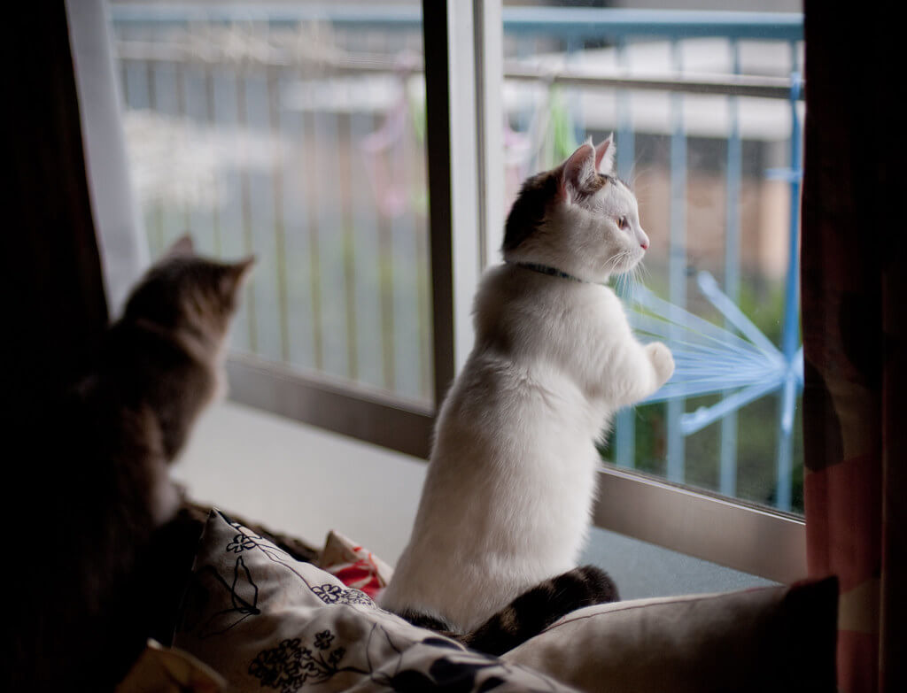 Белый котик смотрит в окно, на фоне коричневый котик тоже смотрит в окно